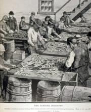 The Sardine Industry-2